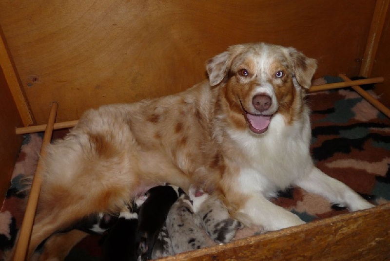 Publication : de Vaumarloups Auteur : dornat