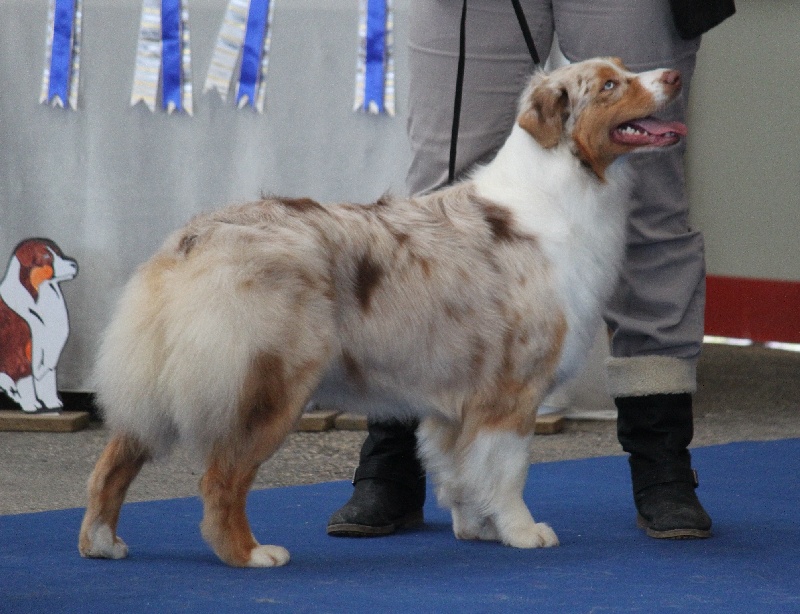 Publication : de Vaumarloups Auteur : dornat