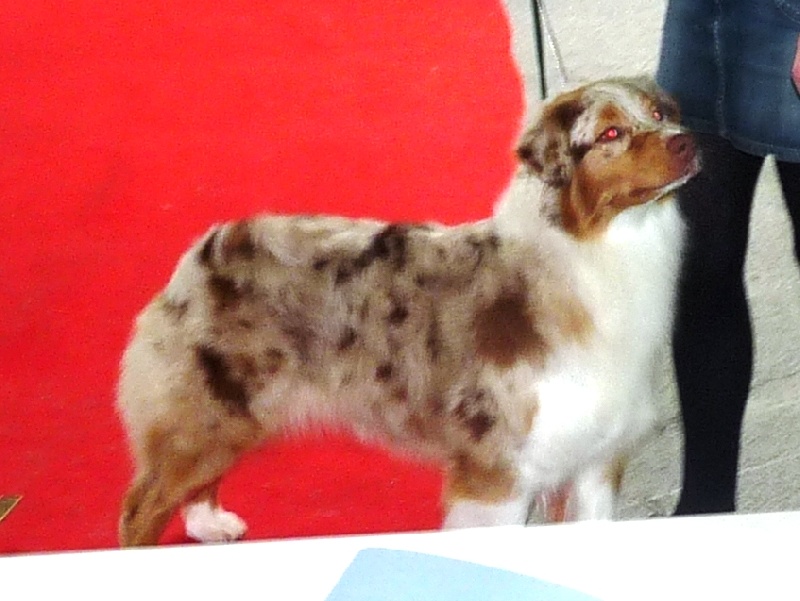 Publication : de Vaumarloups Auteur : dornat