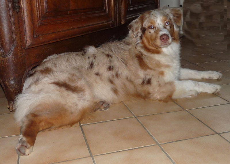 Publication : de Vaumarloups Auteur : dornat