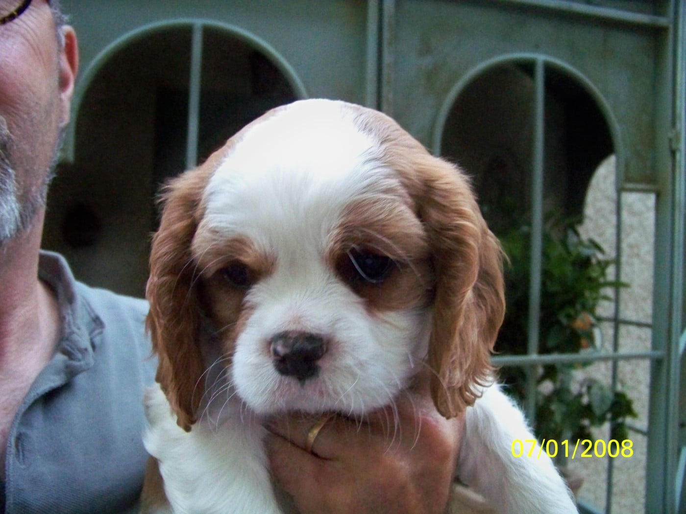 Chiot N°1