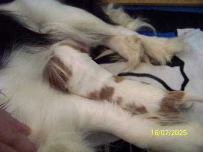 Cavalier King Charles Spaniel