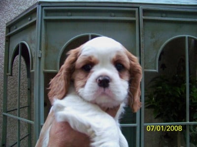 Les chiots de Cavalier King Charles Spaniel