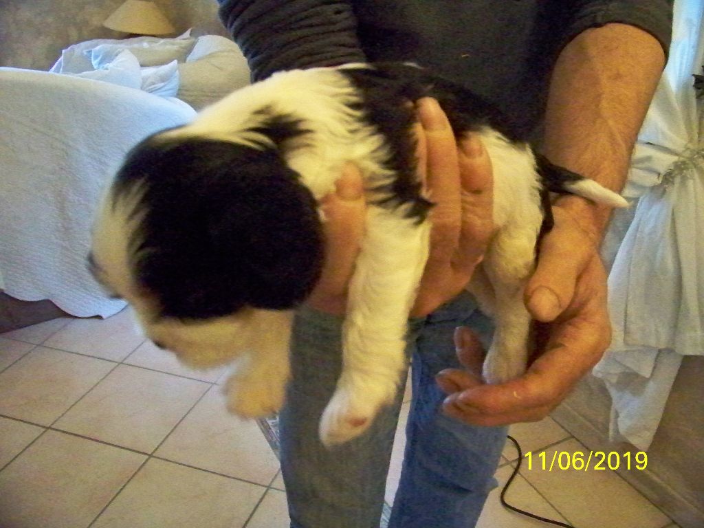 CHIOT - Cavalier King Charles Spaniel