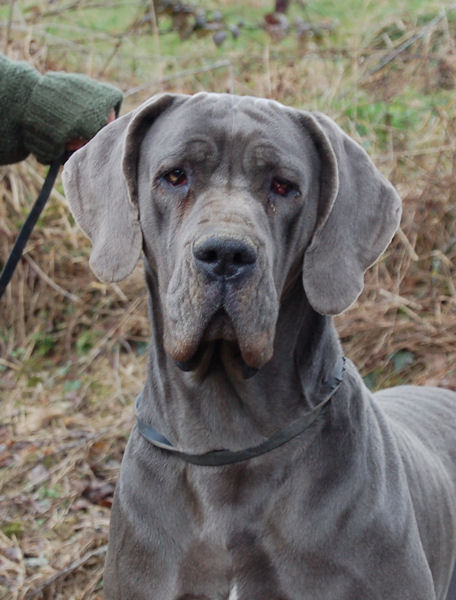 Athena des Glaciers Charmants