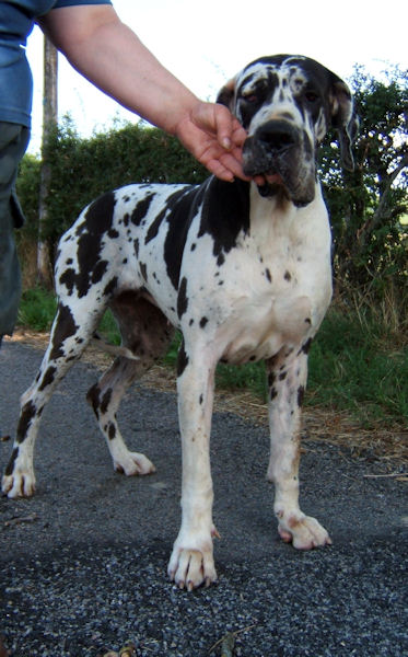 Baliska des Glaciers Charmants