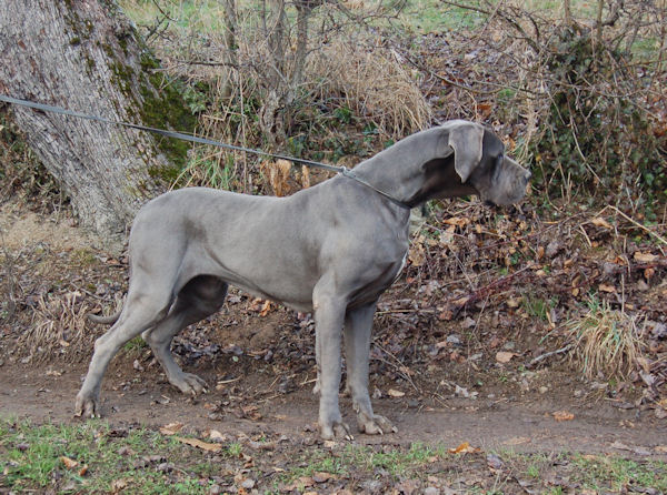 Athena des Glaciers Charmants