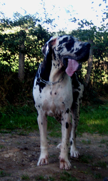 Baliska des Glaciers Charmants
