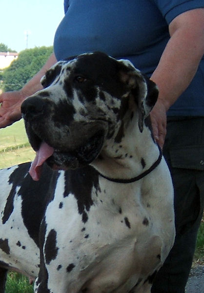 Baliska des Glaciers Charmants