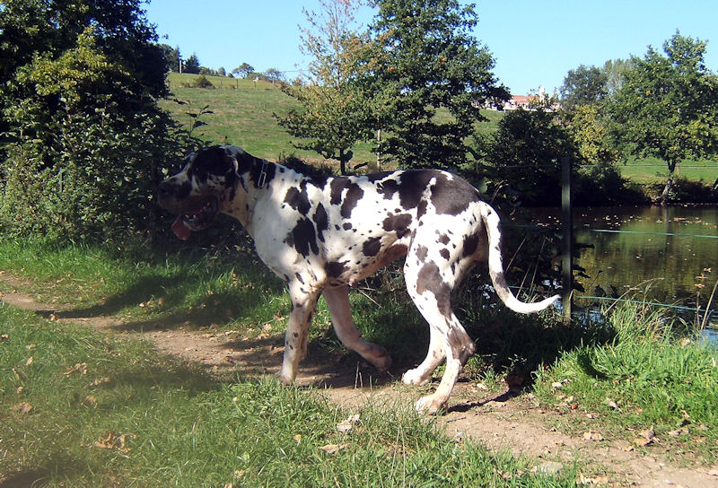 Baliska des Glaciers Charmants