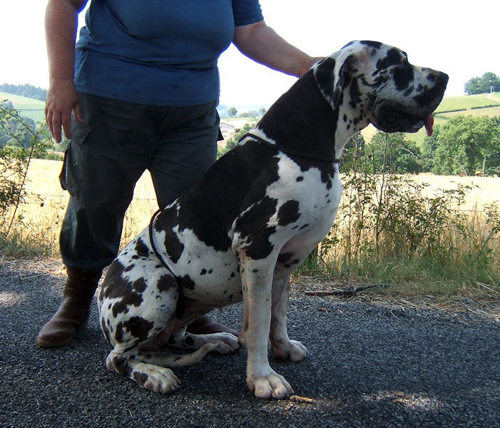 Baliska des Glaciers Charmants