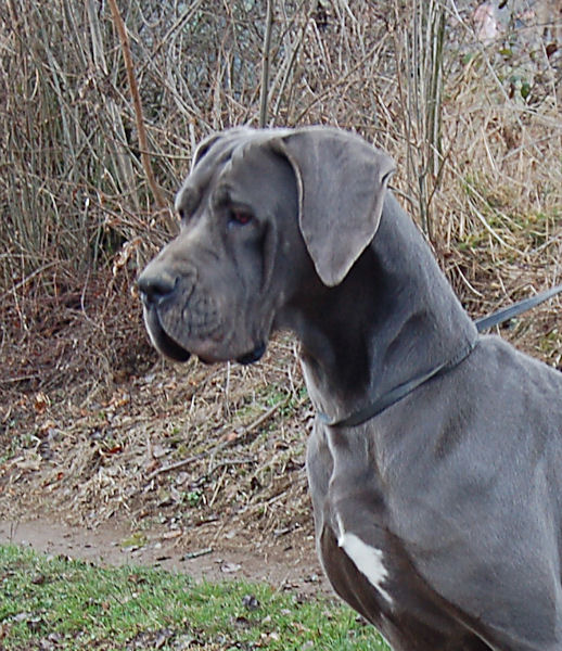 Athena des Glaciers Charmants