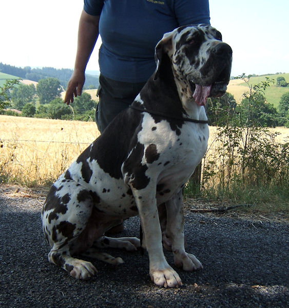 Baliska des Glaciers Charmants