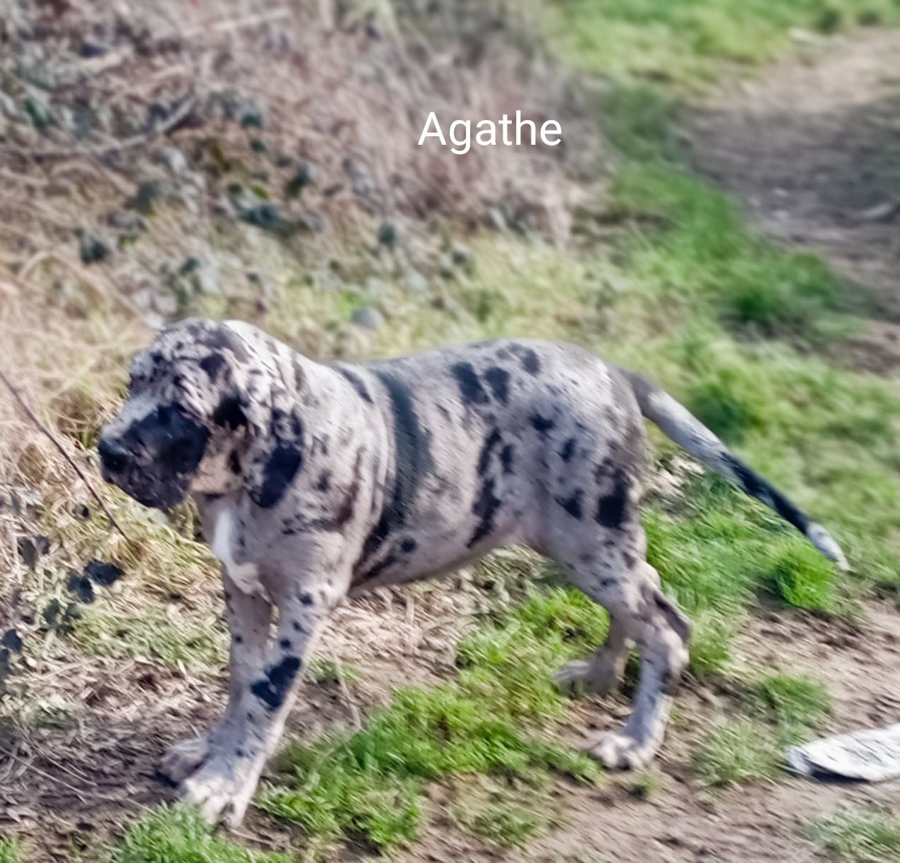 Dogue allemand - des Glaciers Charmants
