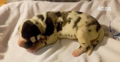 Les chiots de Dogue allemand