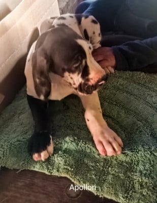 Les chiots de Dogue allemand