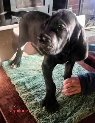 Les chiots de Dogue allemand