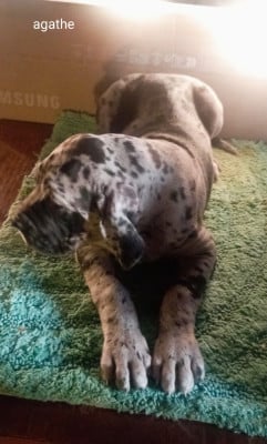 Les chiots de Dogue allemand