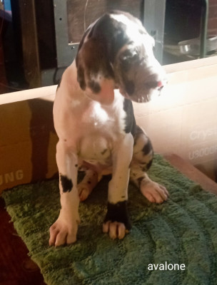 Les chiots de Dogue allemand