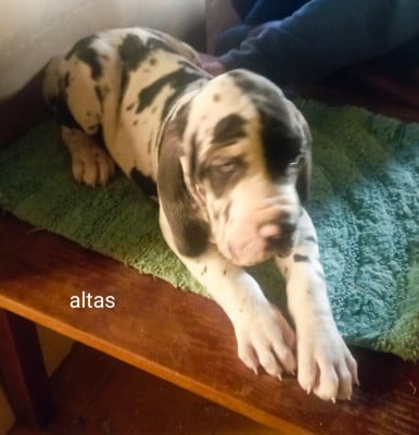 Les chiots de Dogue allemand