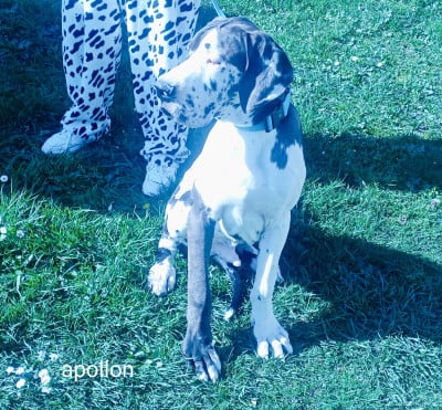 Les chiots de Dogue allemand