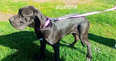 Les chiots de Dogue allemand