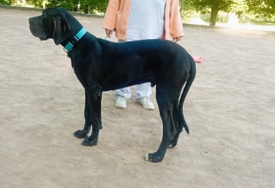 Les chiots de Dogue allemand