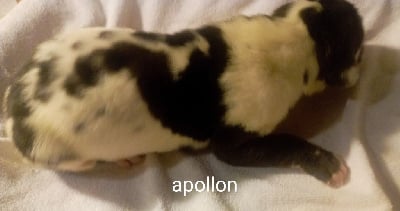 Les chiots de Dogue allemand