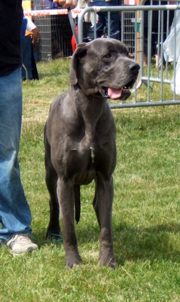 Bona dea des Glaciers Charmants - 1ER EX CACS CACIB classe ouverte