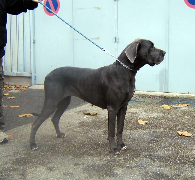 Bona dea des Glaciers Charmants - 1EX CACS CACIB