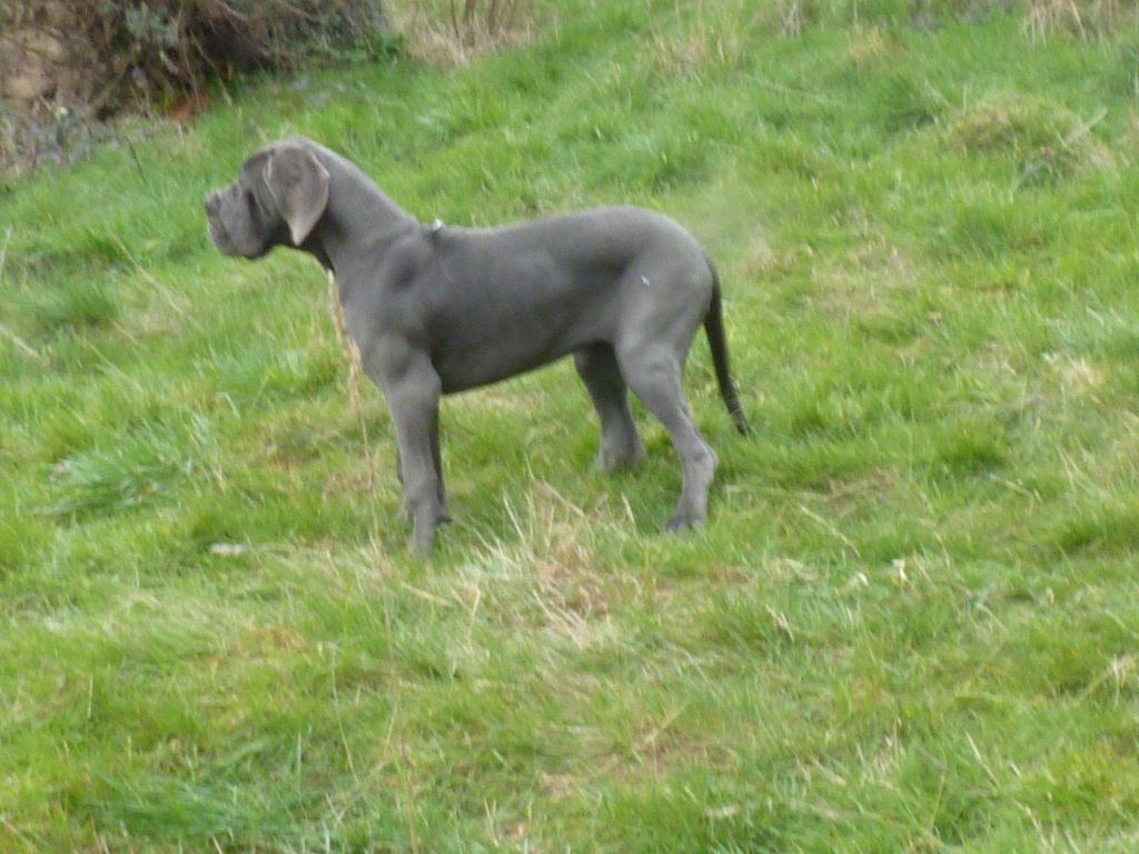 Rozea bleue dea des Glaciers Charmants - 1 TRES BON