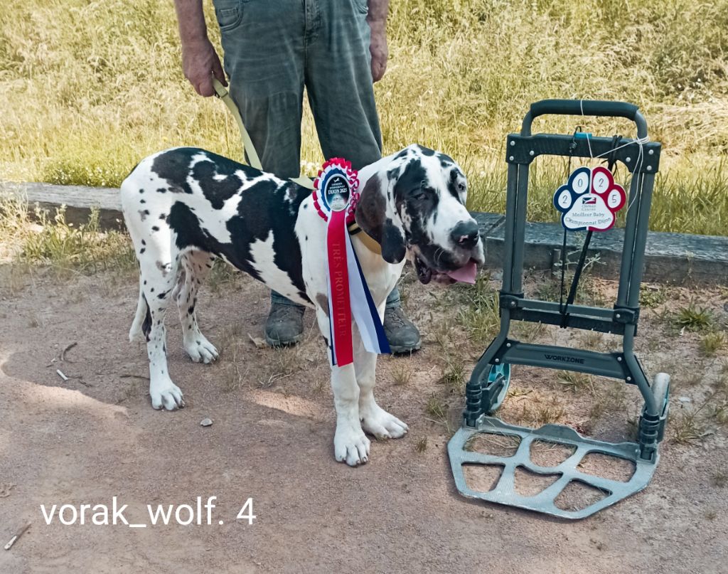 Vorak- wolf des Glaciers Charmants - TRES PROMETTEUR MEILLEUR BABY ET RING D HONNEUR