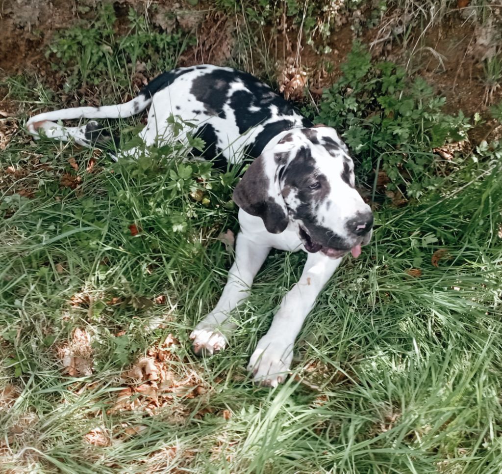 Vorak- wolf des Glaciers Charmants - 1ERE EXECELLENT CLASSE JEUNE