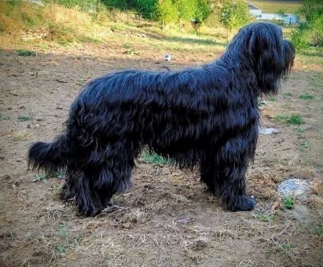 Cotation 4 - ganja du Jardin aux Eglantines