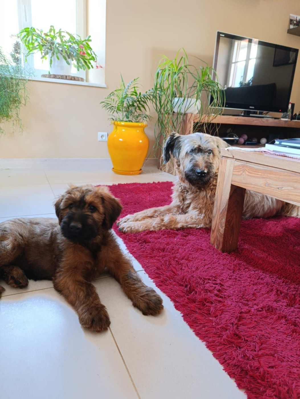 ABIGAIL BILOURAID du Jardin aux Eglantines