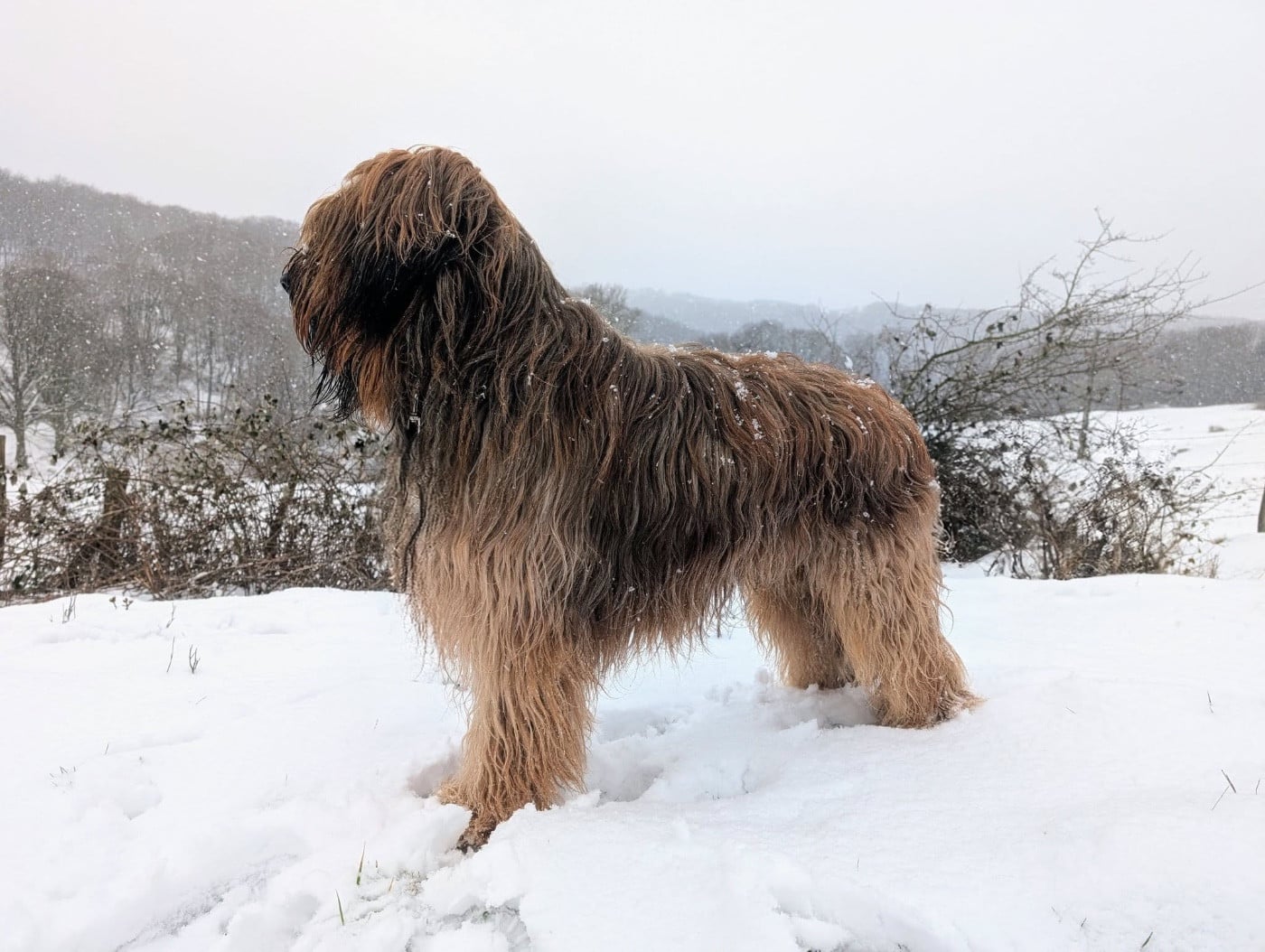 Cot 3 - u'bailey Du Pays Des Hautes Marches