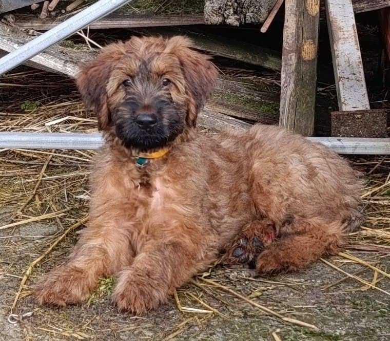 ABIGAIL BILOURAID du Jardin aux Eglantines