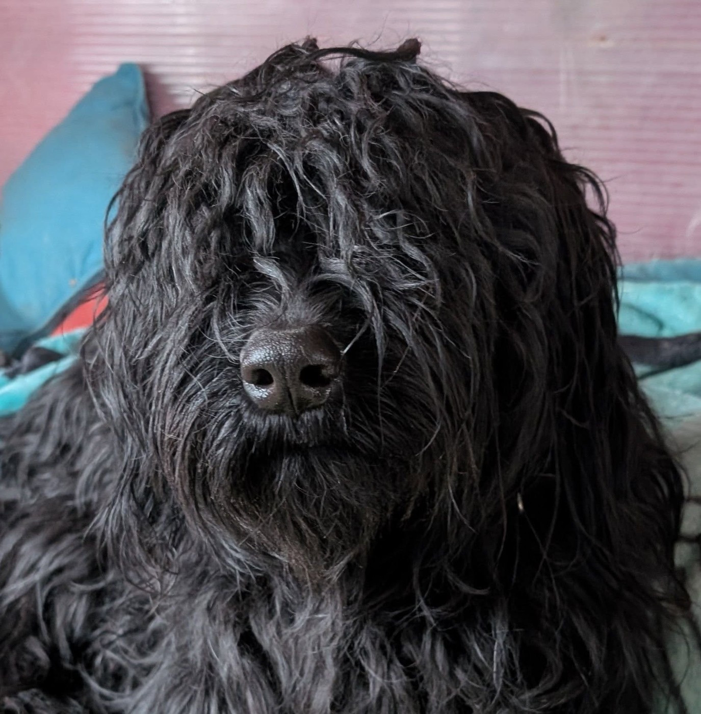 Publication : du Jardin aux Eglantines Auteur : FEIDT WEYLAND NATALIE