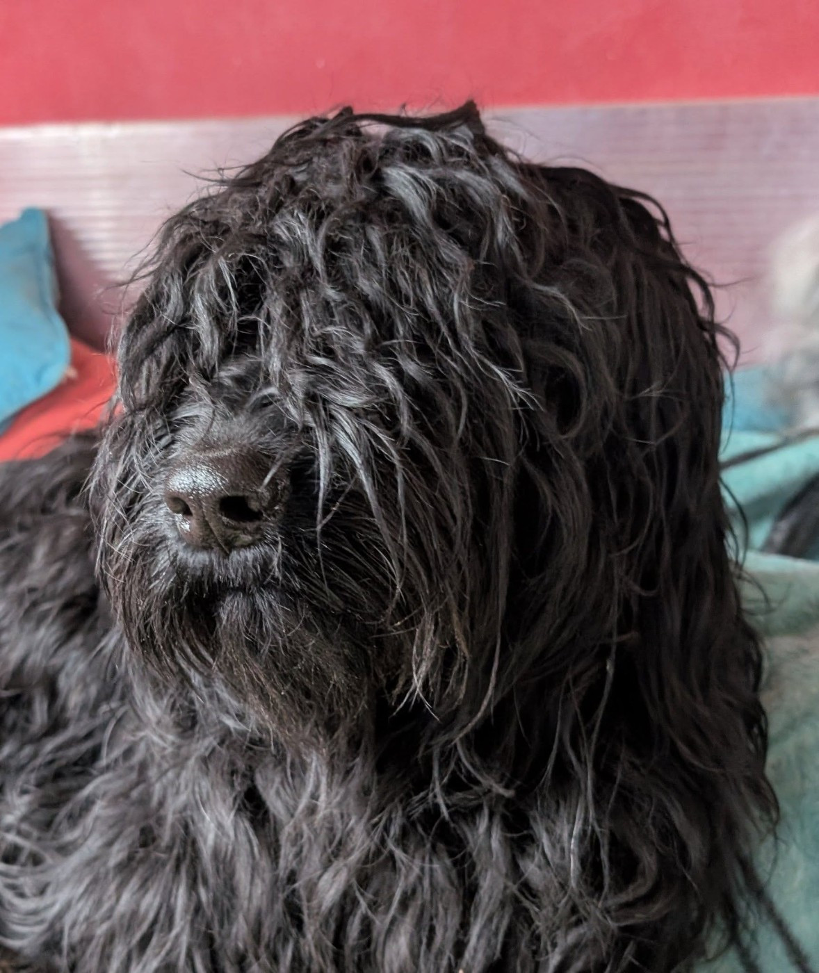 Publication : du Jardin aux Eglantines Auteur : FEIDT WEYLAND NATALIE