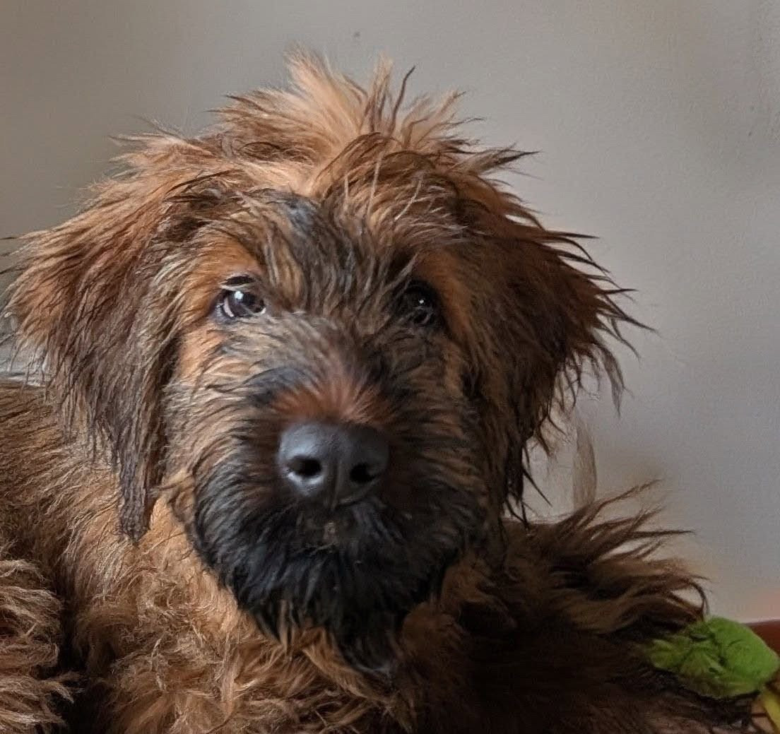 ABIGAIL BILOURAID du Jardin aux Eglantines