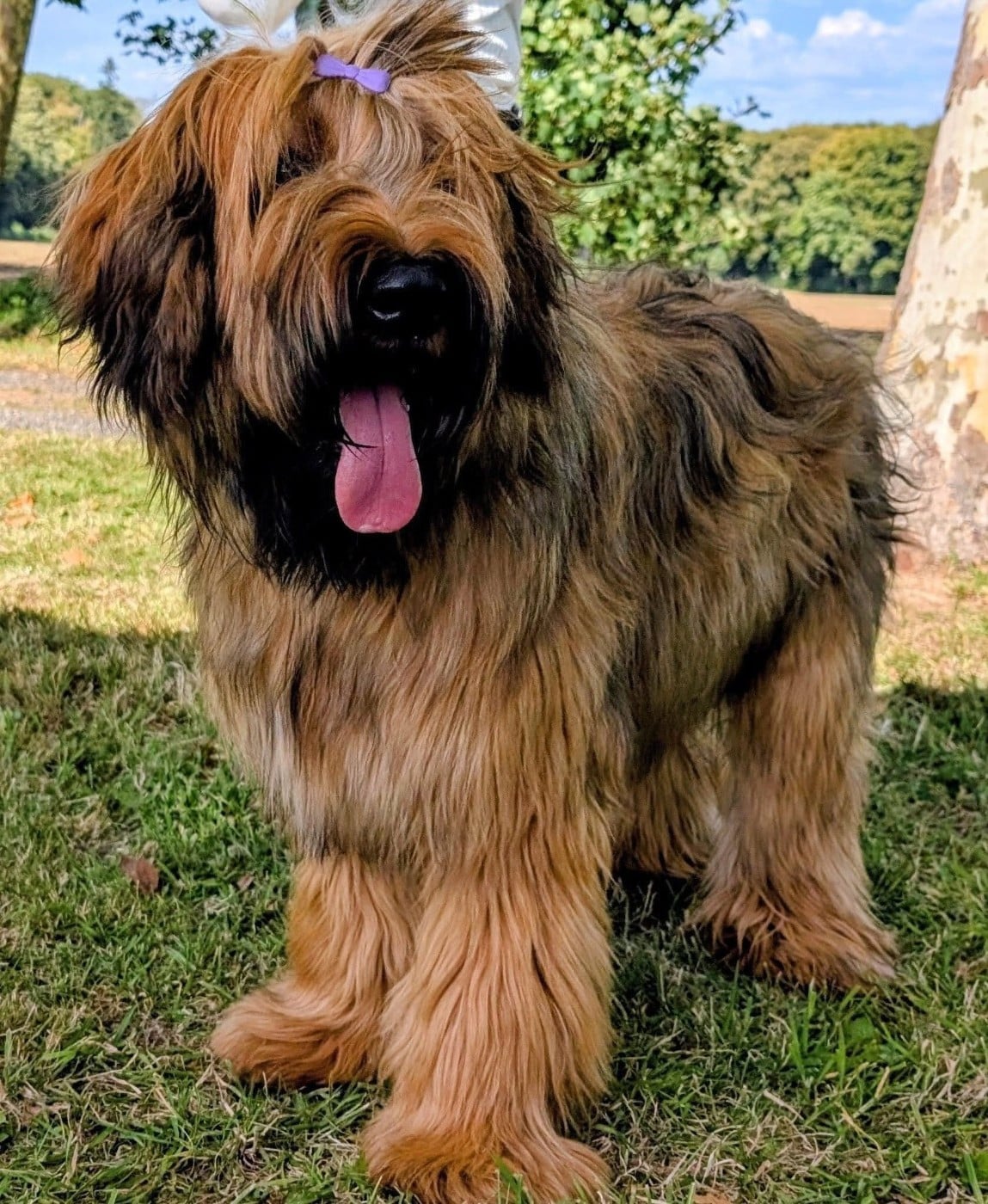 Voltaire soloraid du Jardin aux Eglantines