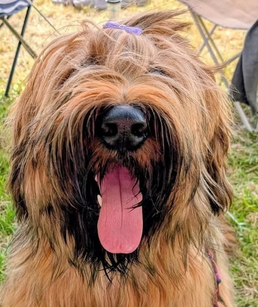 Voltaire soloraid du Jardin aux Eglantines