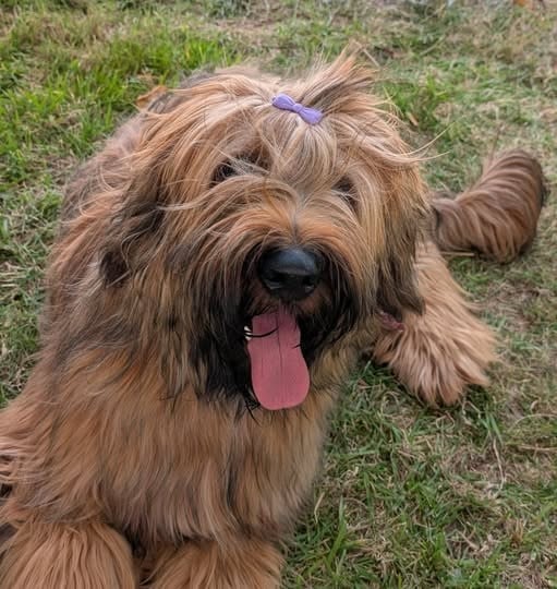 Voltaire soloraid du Jardin aux Eglantines