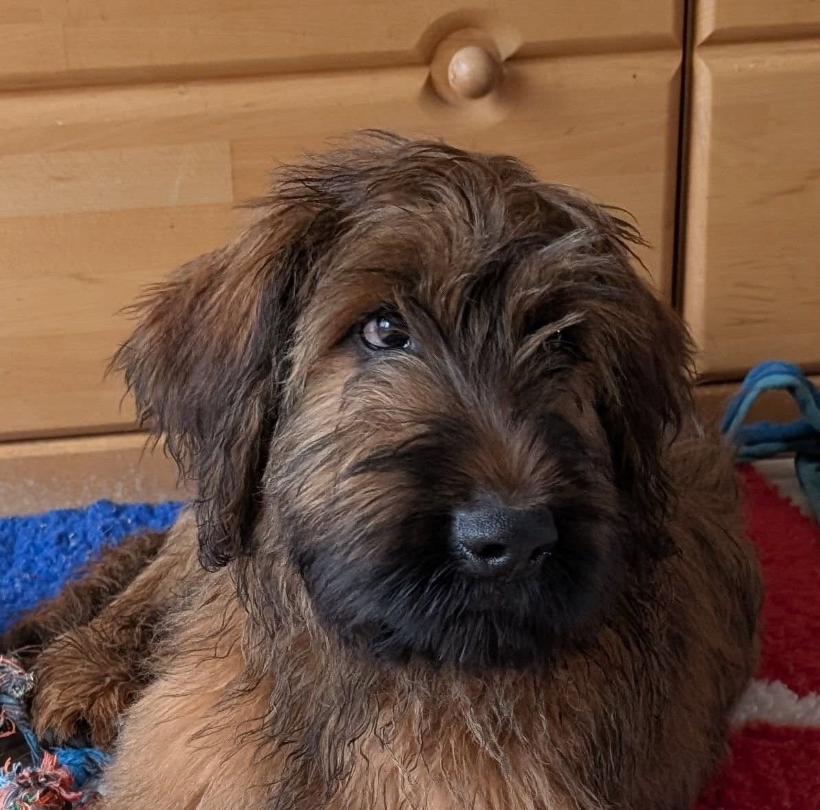 AXL RAID du Jardin aux Eglantines