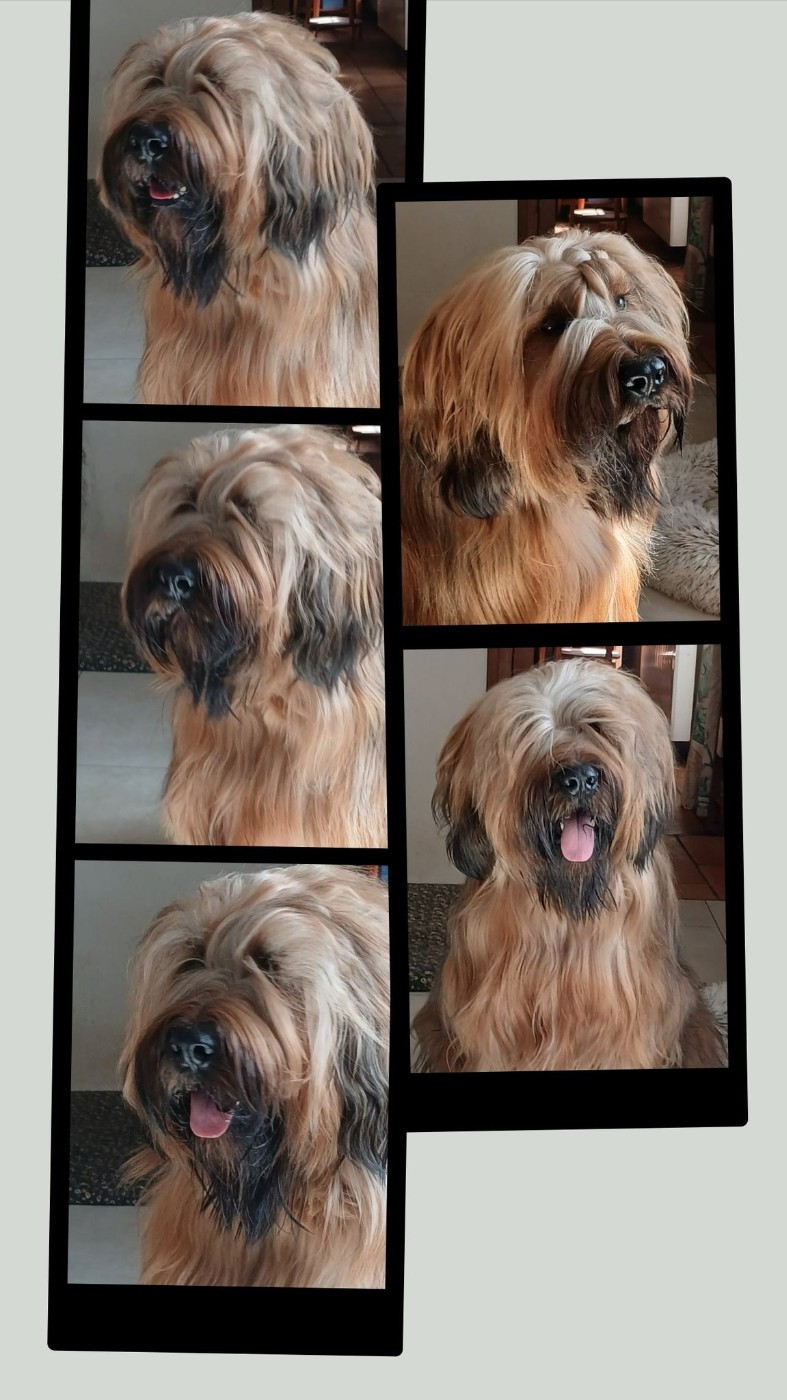 Voltaire soloraid du Jardin aux Eglantines