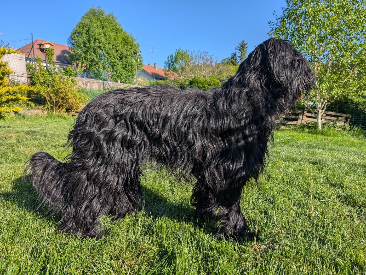 VERY NICE BLACK KISS du Jardin aux Eglantines