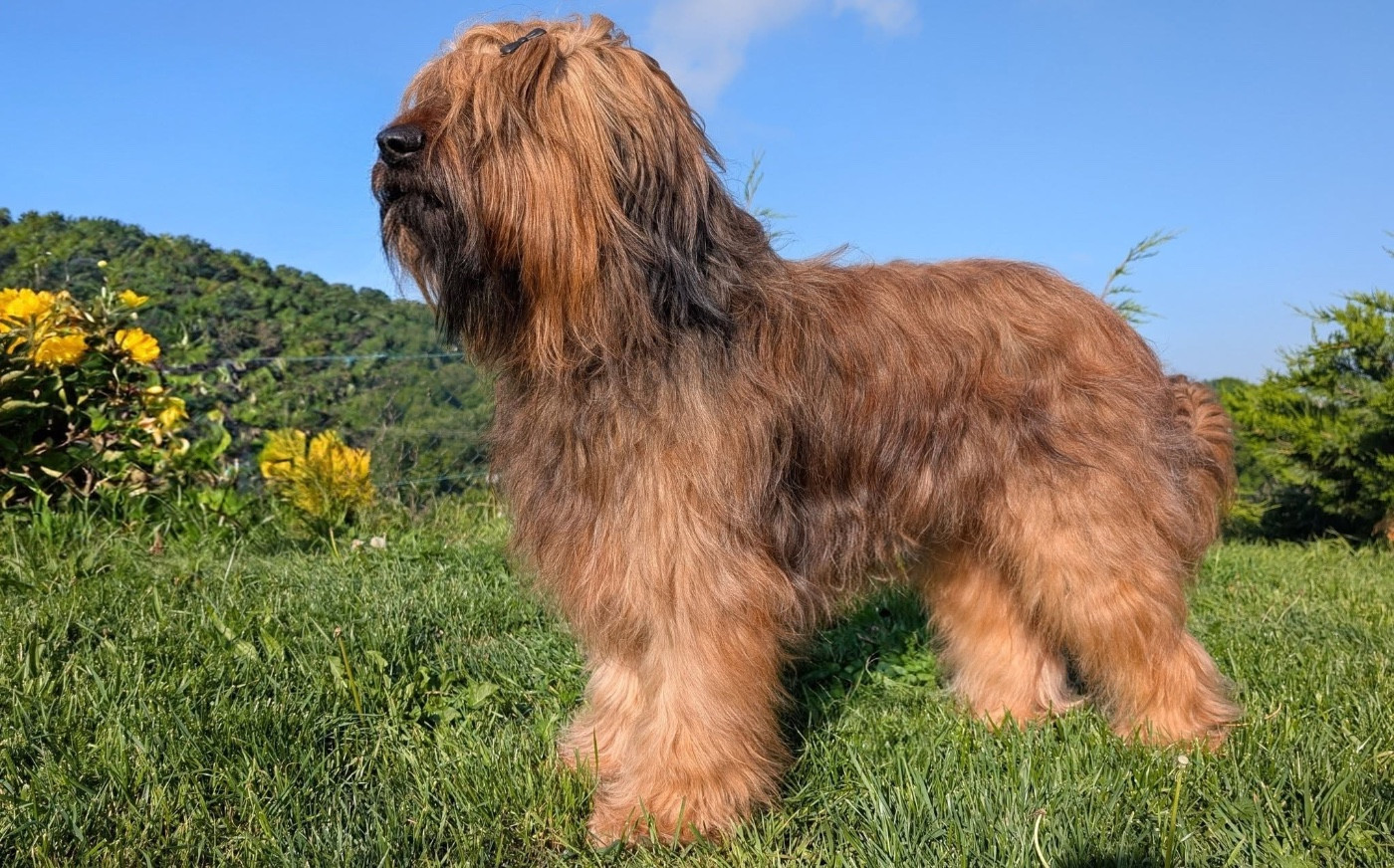 CH. Cot 3 - u'bailey Du Pays Des Hautes Marches