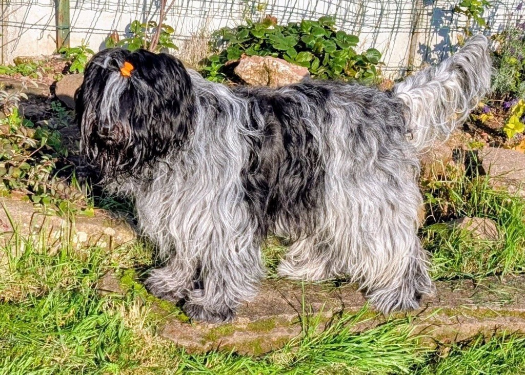 CH. Chfj - cot 4- thess Des Loustics De Pen Ar Bed