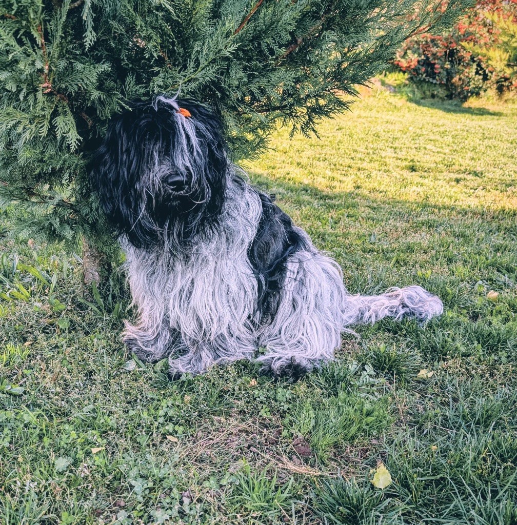 CH. Chfj - cot 4- thess Des Loustics De Pen Ar Bed