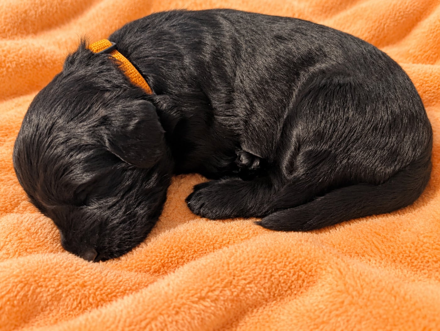 CHIOT 3 - COLLIER ORANGE - Berger de Brie